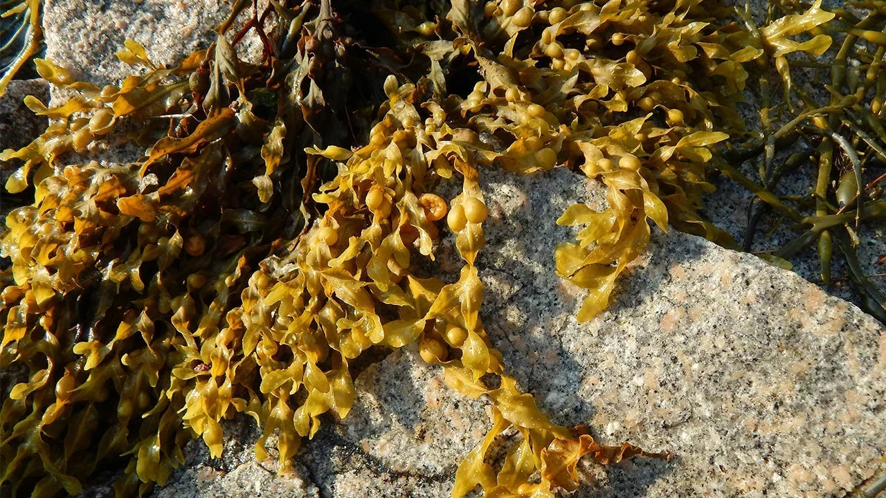 Why you Don't want Seaweed in your Shampoo