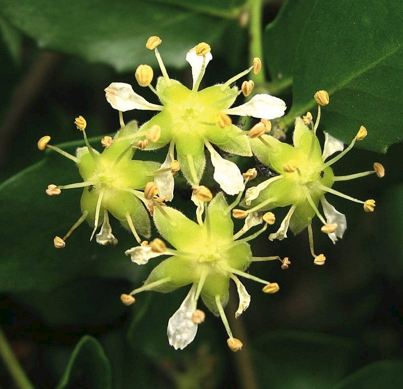 Plant Powered Hair Care
