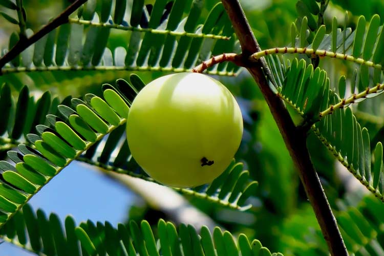The REBIRTH of AMLA