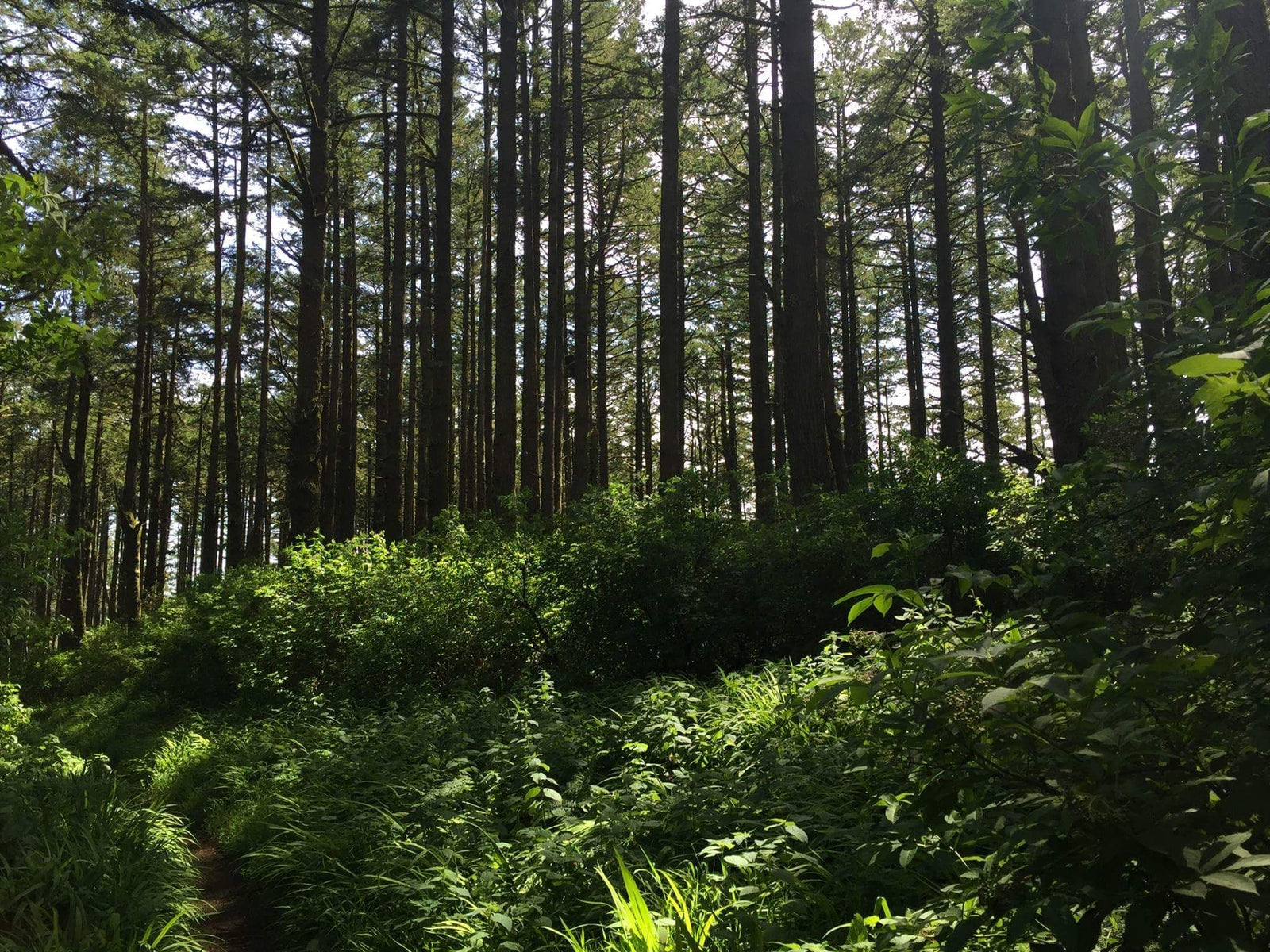 Find A FOREST