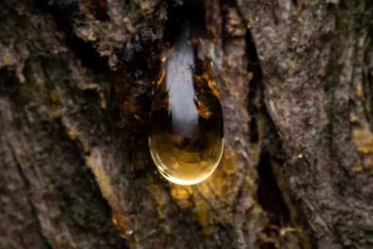 Tree Sap vs. Scalp Sebum: A Natural Comparison